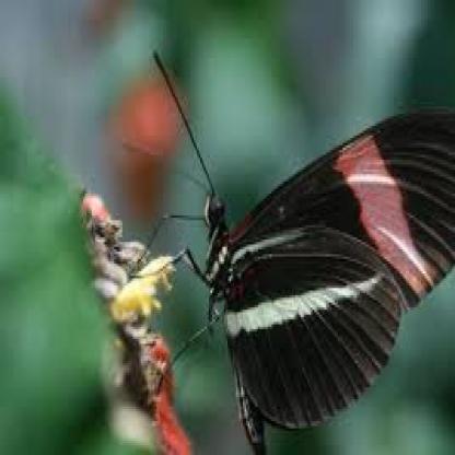 butterfly--10-_jpg.rf.dd331555e172235ec2c96f4f7f64c4c0.jpg