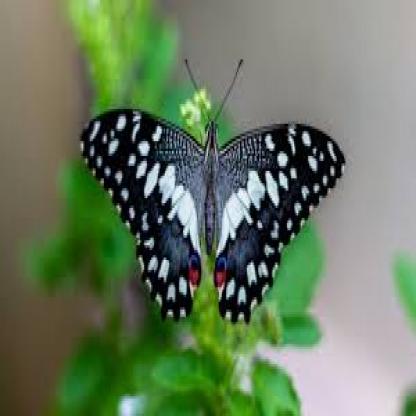 butterfly--101-_jpg.rf.a9eeeb75027c6cdf1fa1e091be696b2c.jpg