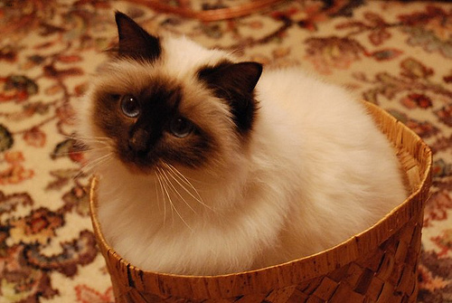 Birman_5.jpg