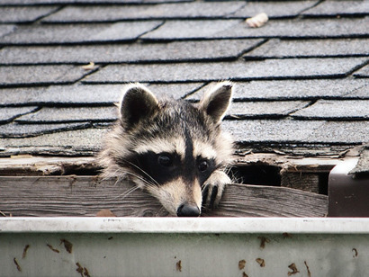 raccoon2.jpg