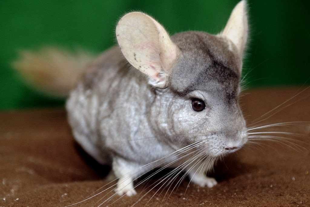 chinchilla_web-1024x683.jpg